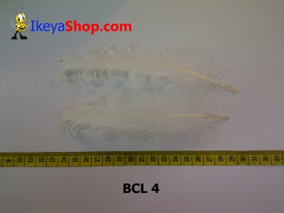 bulu curly BCL 4   feather  large2